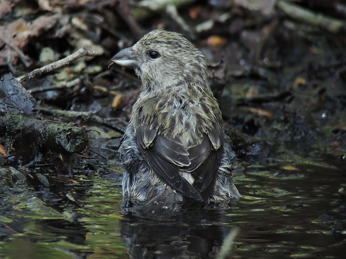 Crossbill