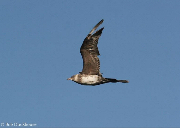 Pomarine Skua