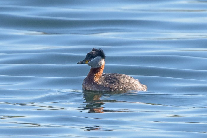 Red-necked Grebe