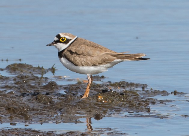 Little Ringed Plover