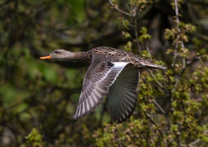 Gadwall
