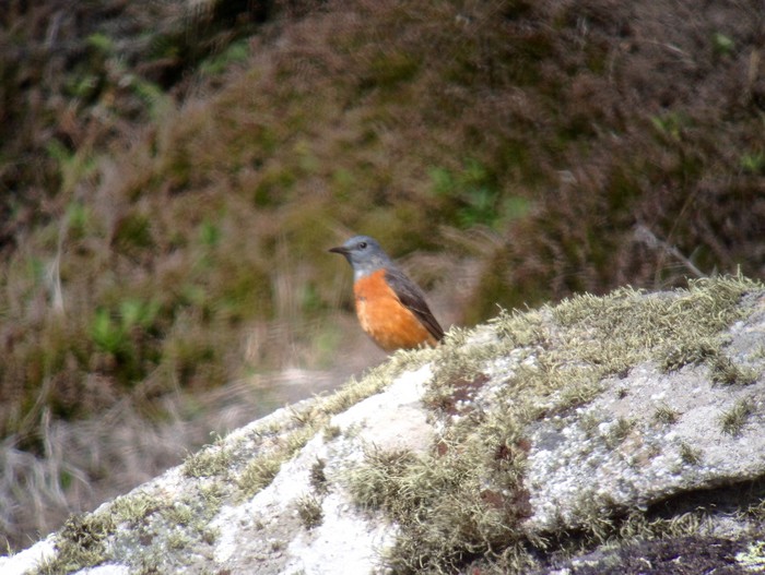 Rock Thrush