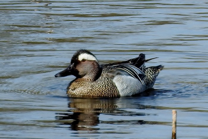 Garganey