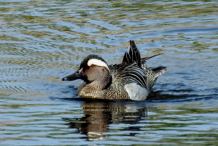 Garganey