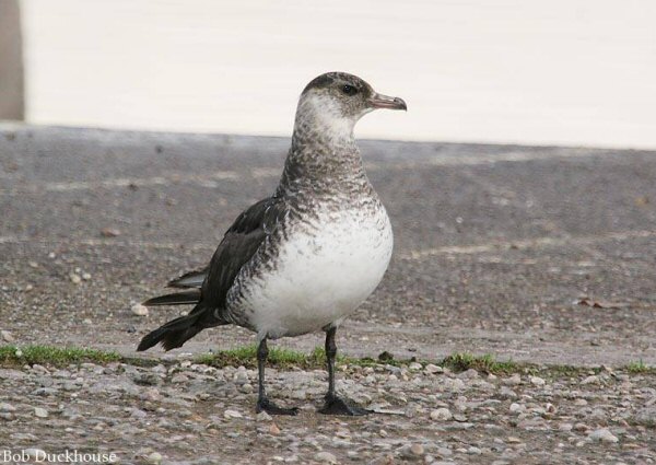 Pomarine Skua