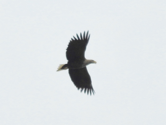 White-tailed Eagle