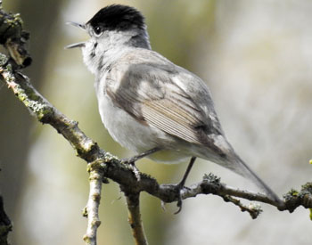Blackcap