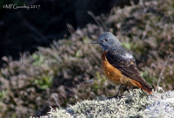 Rock Thrush