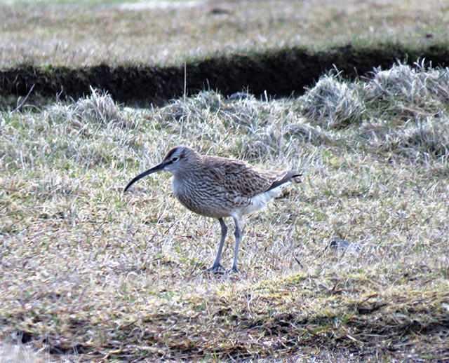 Whimbrel