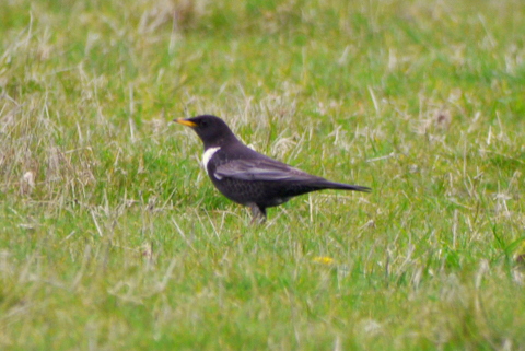 Ring Ouzel