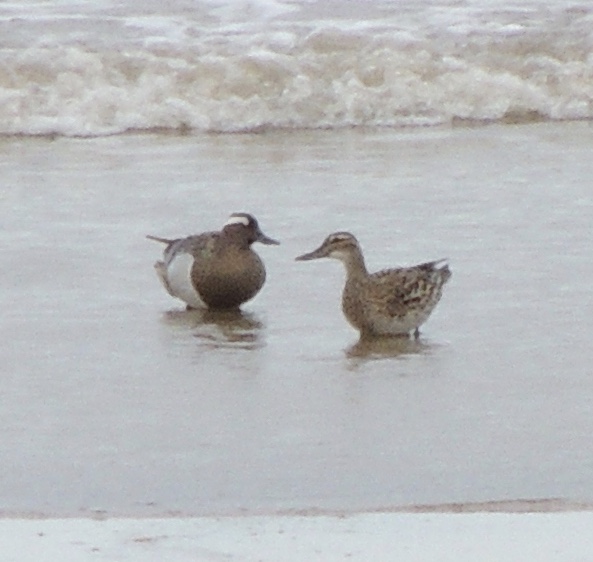 Garganey