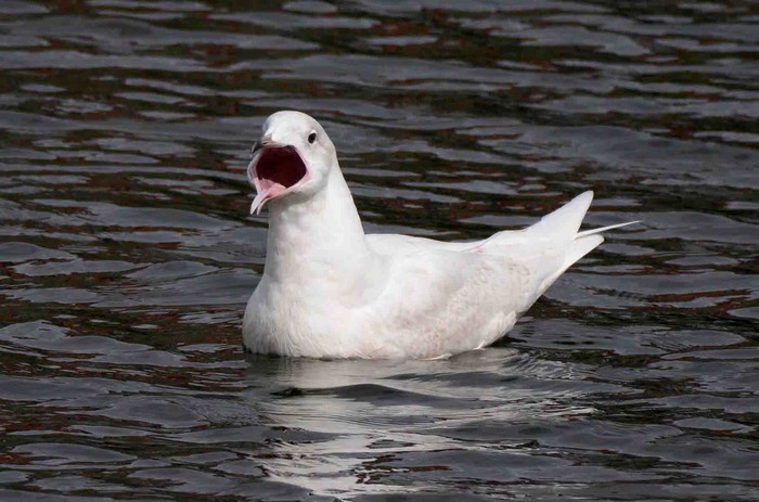 Iceland Gull