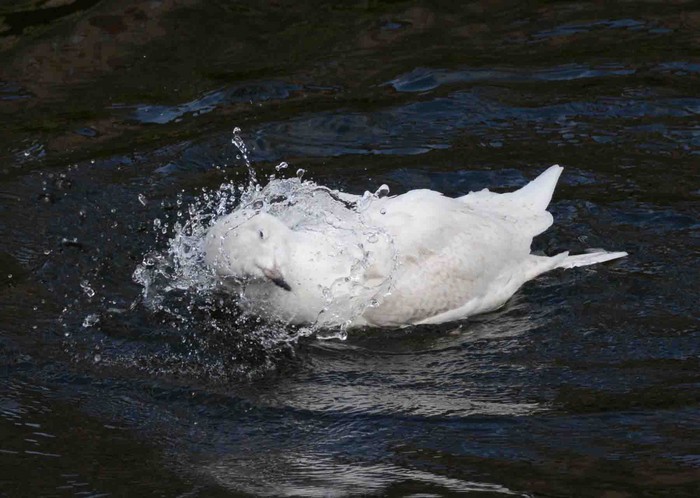 Iceland Gull