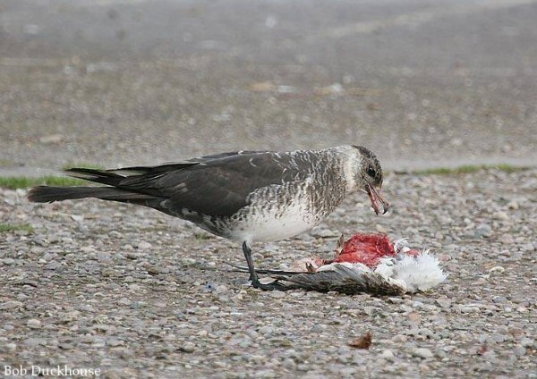 Pomarine Skua