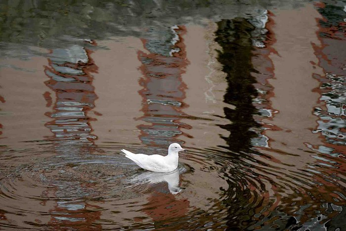 Iceland Gull