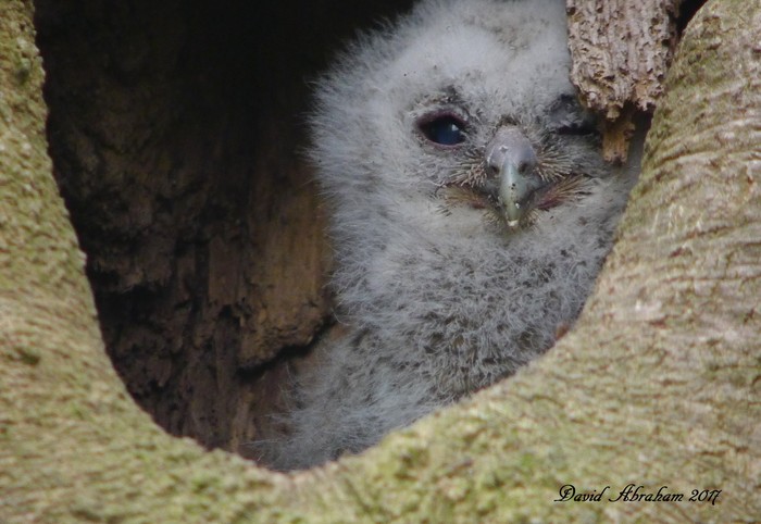 Tawny Owl