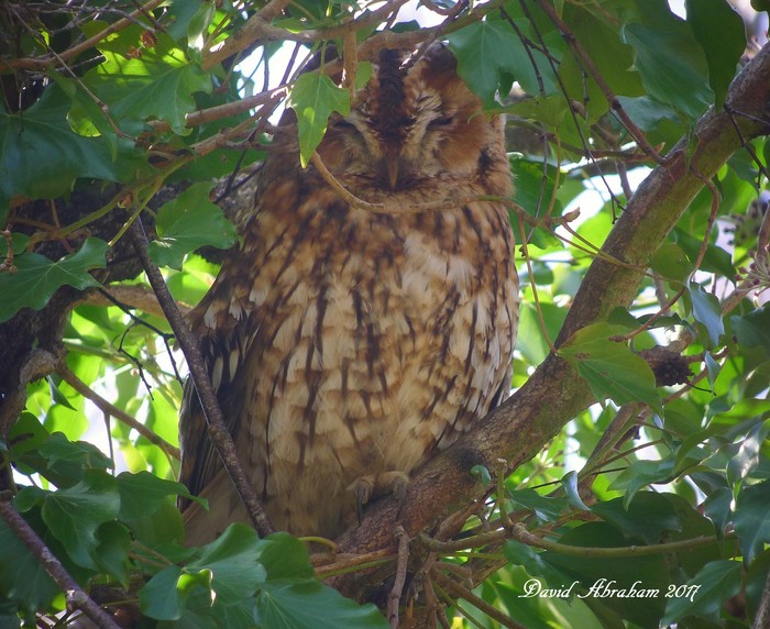 Tawny Owl