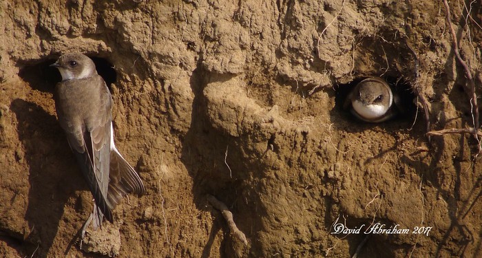 Sand Martin