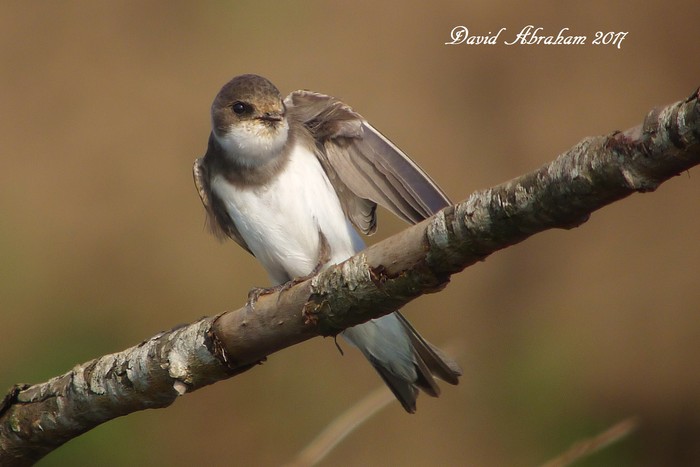 Sand Martin