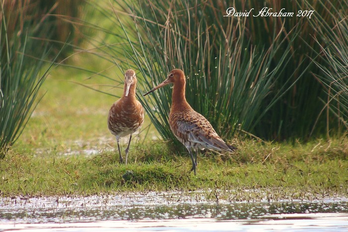 Black-tailed Godwit