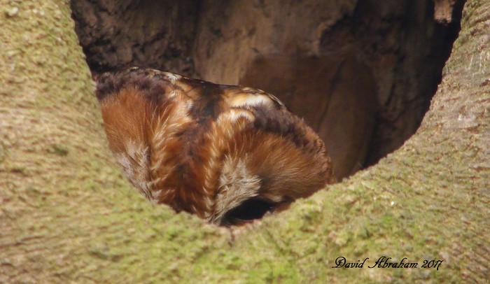 Tawny Owl