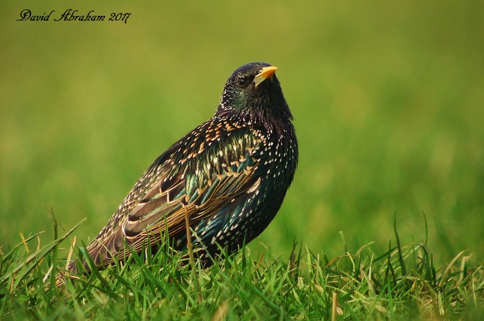 Starling