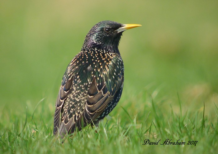 Starling