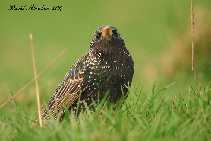 Starling