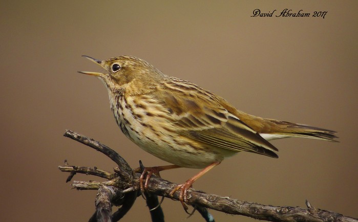 Meadow Pipit