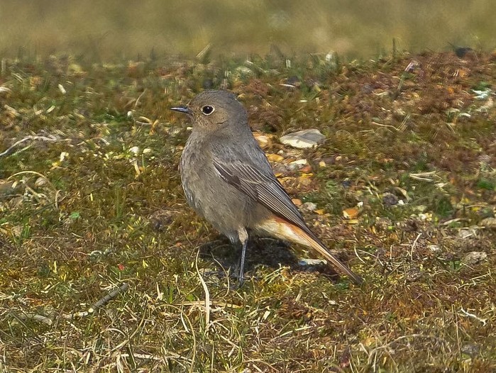 Black Redstart