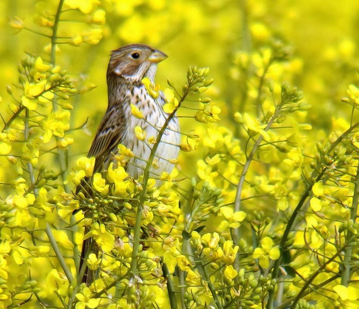 Corn Bunting