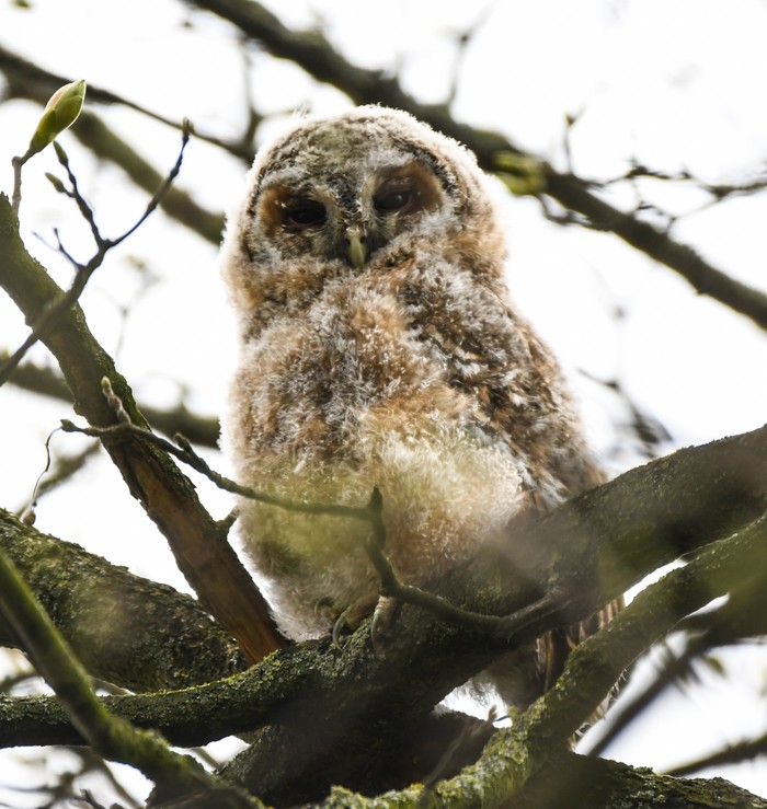 Tawny Owl