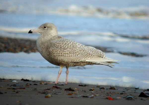 Glaucous Gull