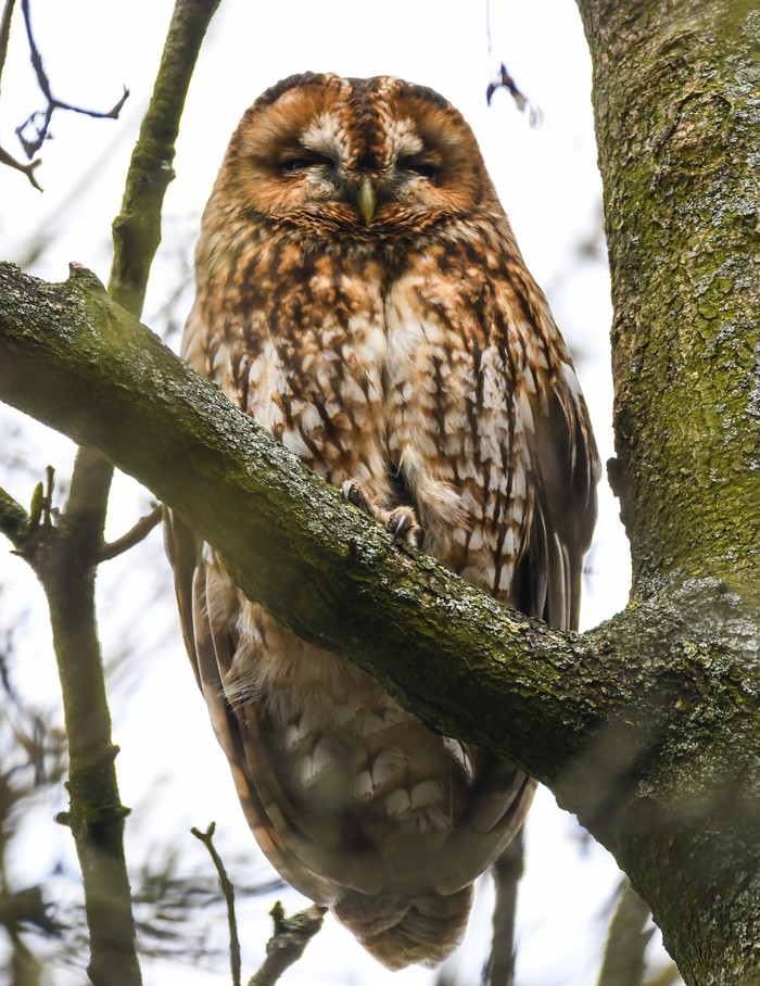 Tawny Owl