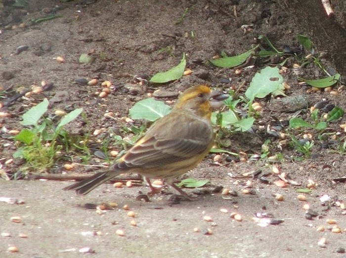 House Finch
