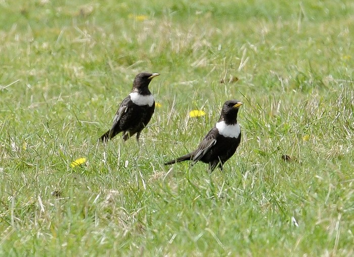 Ring Ouzel