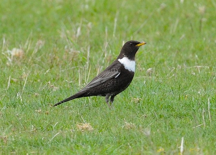 Ring Ouzel