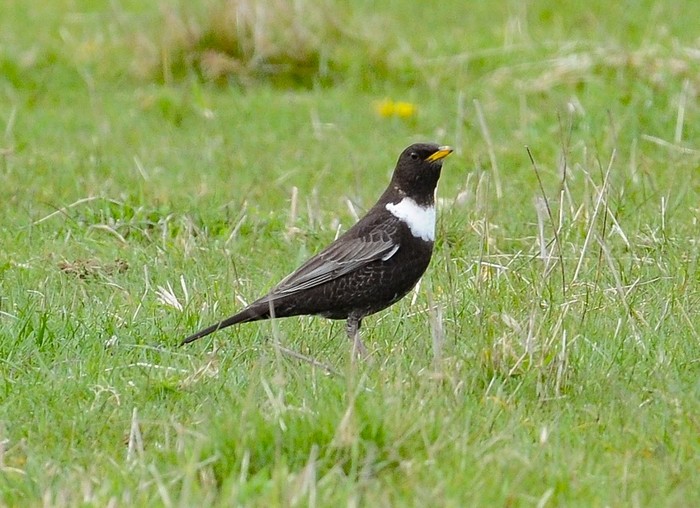 Ring Ouzel