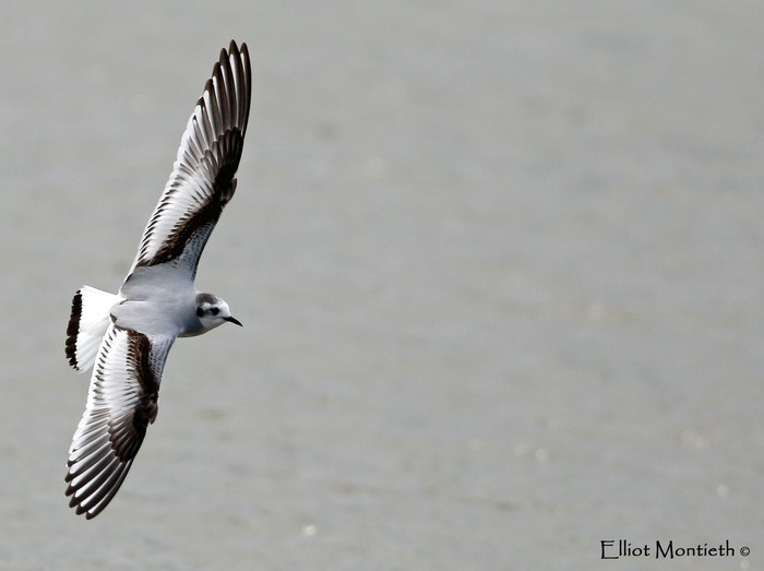 Little Gull