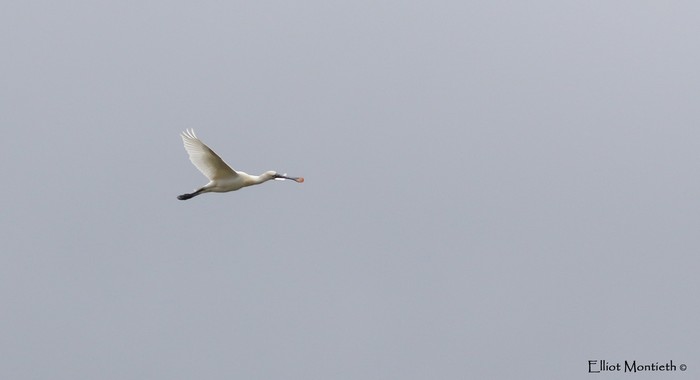 spoonbill