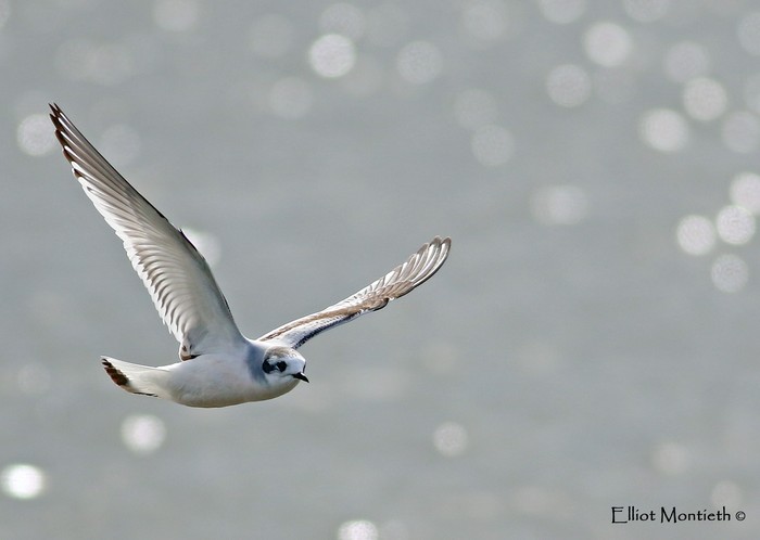 Little Gull