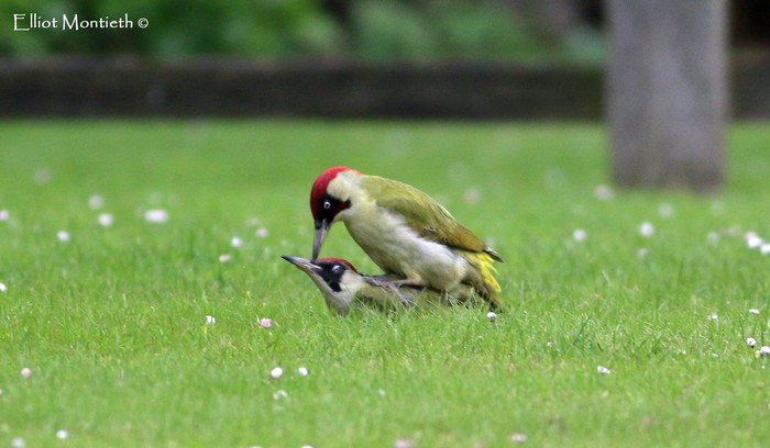 Green Woodpecker