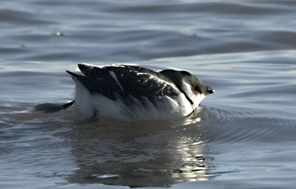 Little Auk