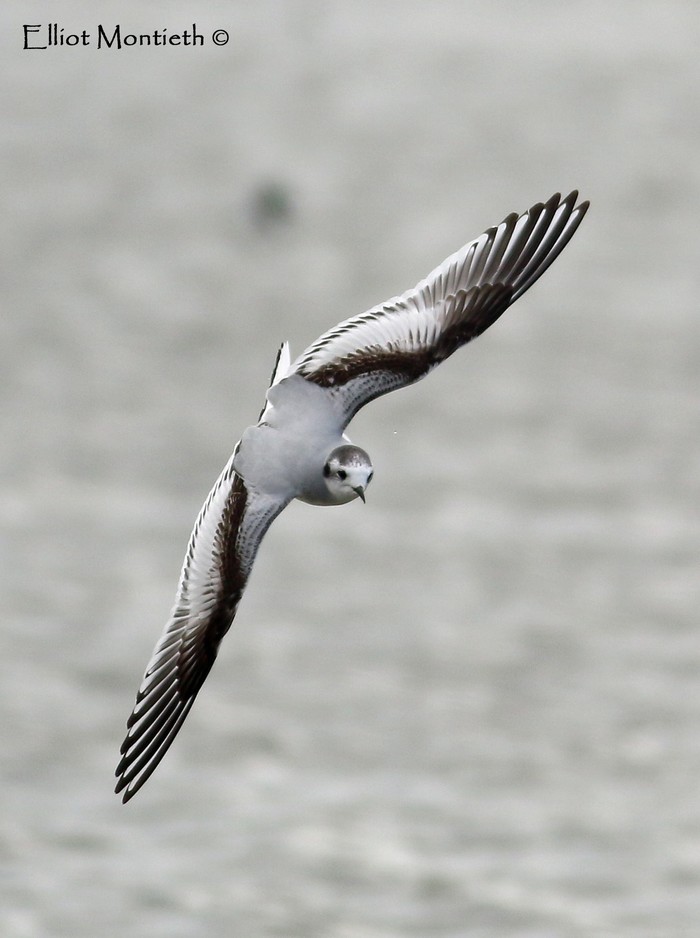 Little Gull