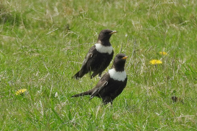 Ring Ouzel