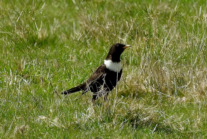 Ring Ouzel