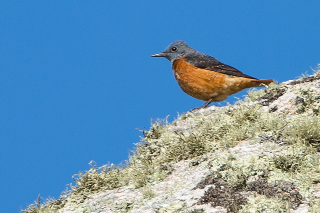 Rock Thrush