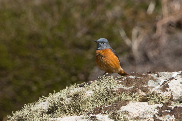 Rock Thrush