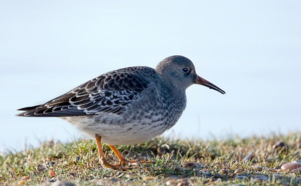 Purple Sandpiper