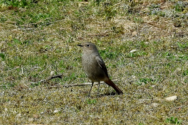 Black Redstart